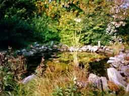 Der Schulteich des Feuchtbiotops liegt im Herbstlicht zwischen Sträuchern und Gräsern.