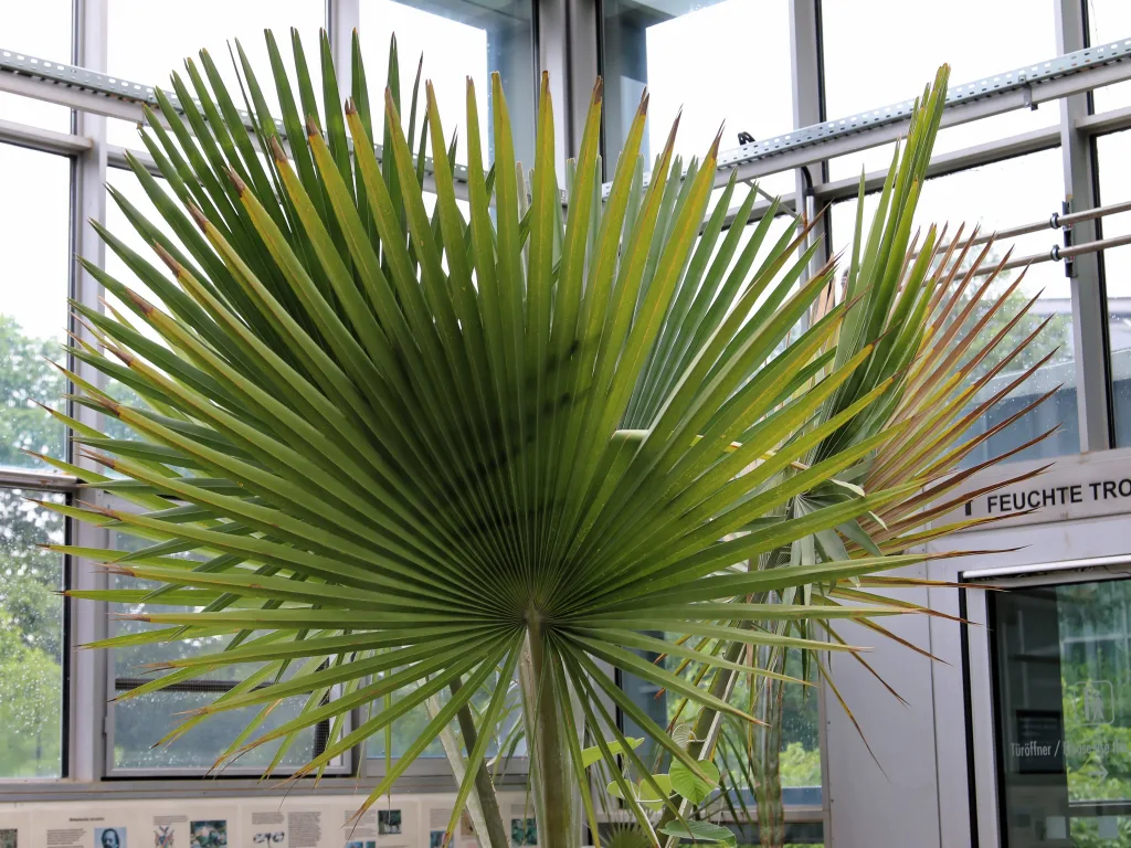 Fächerpalme mit großem, rundem Blatt im Gewächshaus.
