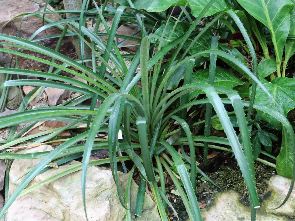 Dichter Bestand grasartiger Pflanzen am Wasserrand.