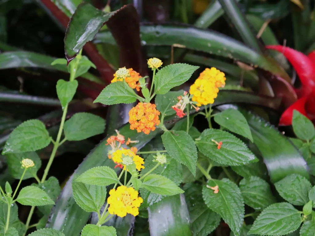 Gelb-orange Blüten eines Wandelröschens zwischen grünen Blättern.