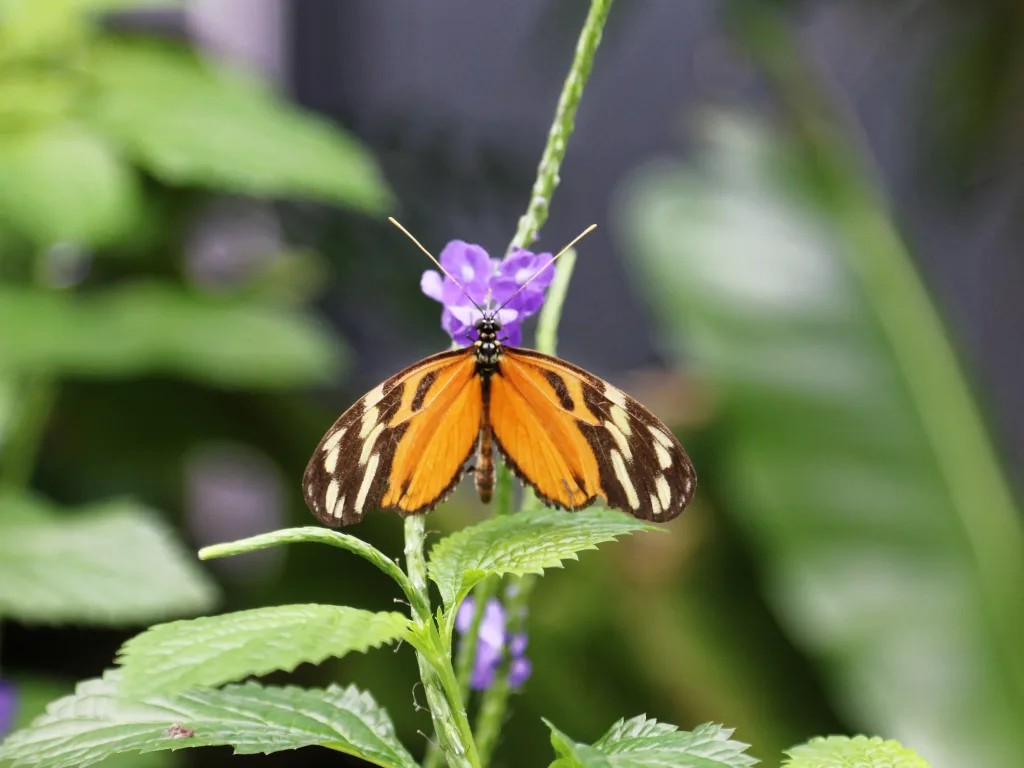 Derselbe Schmetterling mit ausgebreiteten Flügeln auf der Blüte.