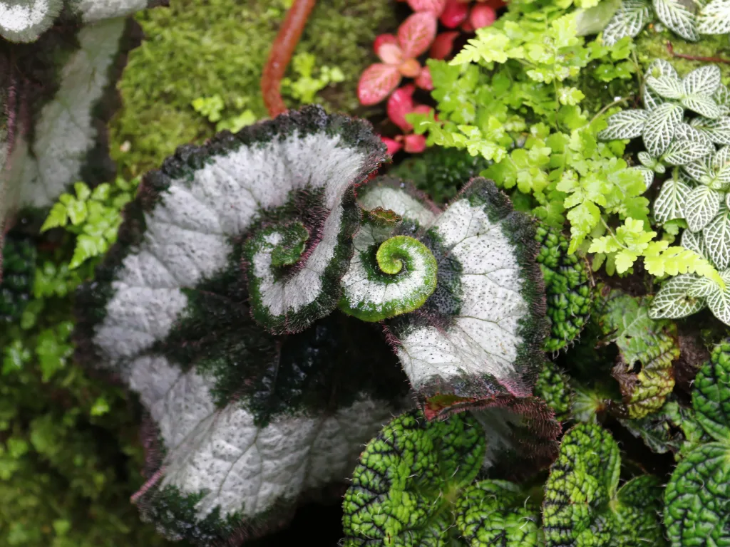 Blattbegonie mit spiralig gemustertem Blatt in der Bepflanzung.