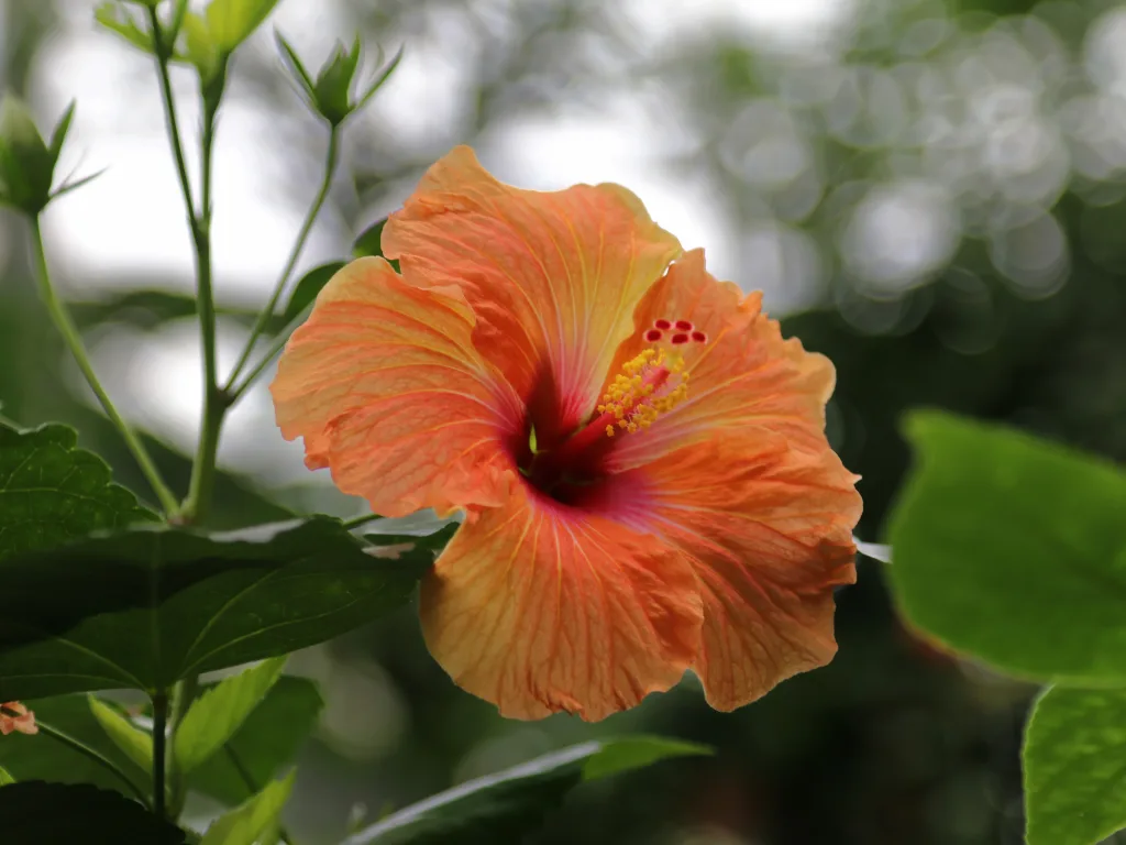 Orangefarbene Hibiskusblüte an einem Strauch.