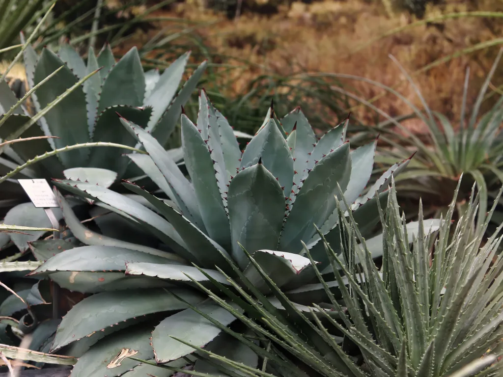 Agaven und Yuccas in einem Beet.
