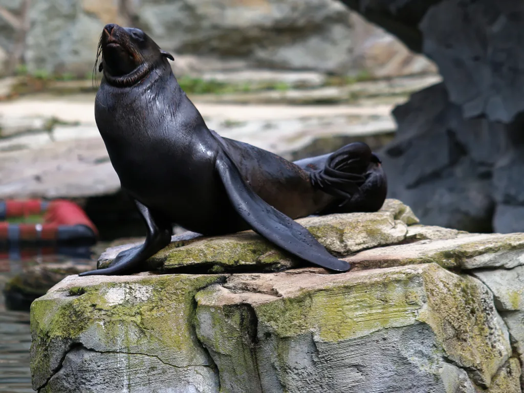 Seebär reckt auf dem Felsen den Kopf in die Höhe.
