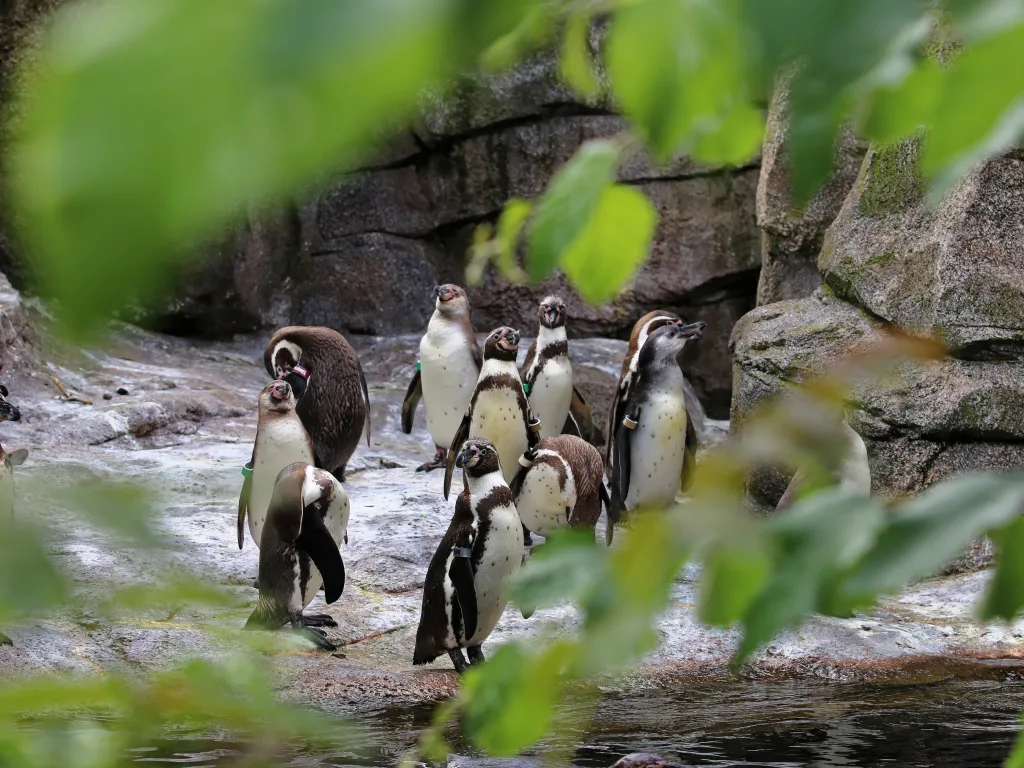 Pinguine versammeln sich am Wasserrand hinter Zweigen.