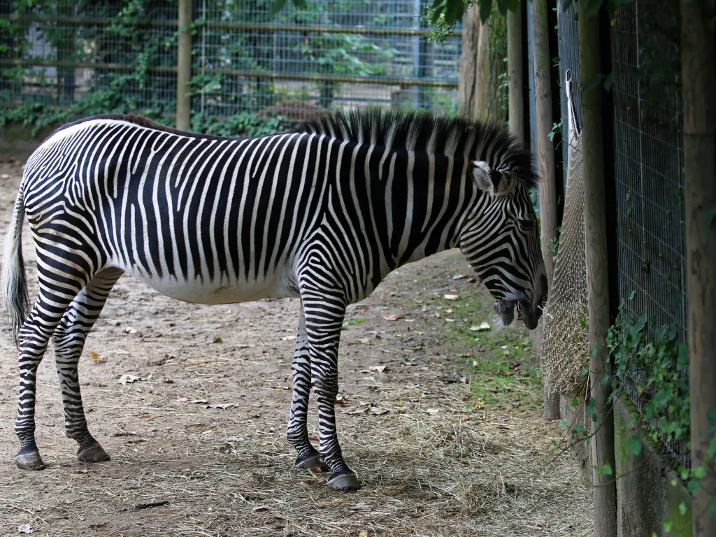 Grevyzebra läuft durch sein Gehege.