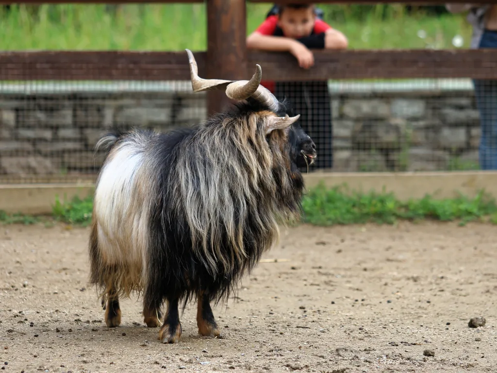 Derselbe Ziegenbock, im Hintergrund ein Kind am Zaun.
