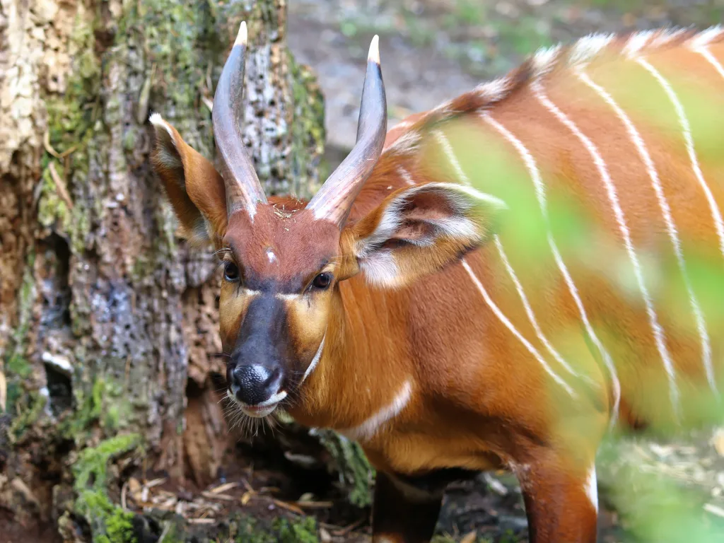 Bongo-Antilope blickt zur Kamera, die Streifen deutlich sichtbar.