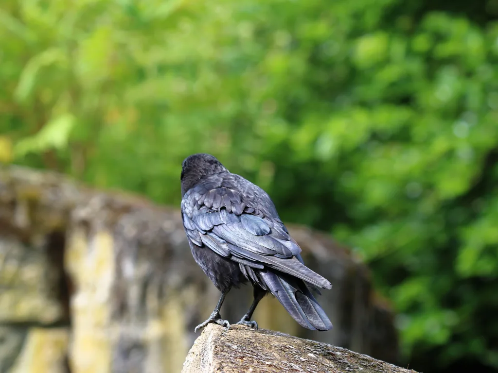 Rabenvogel sitzt auf einem Stein.