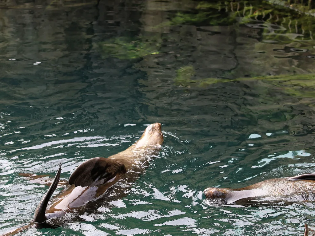 Zwei Seebären schwimmen nebeneinander im Becken.