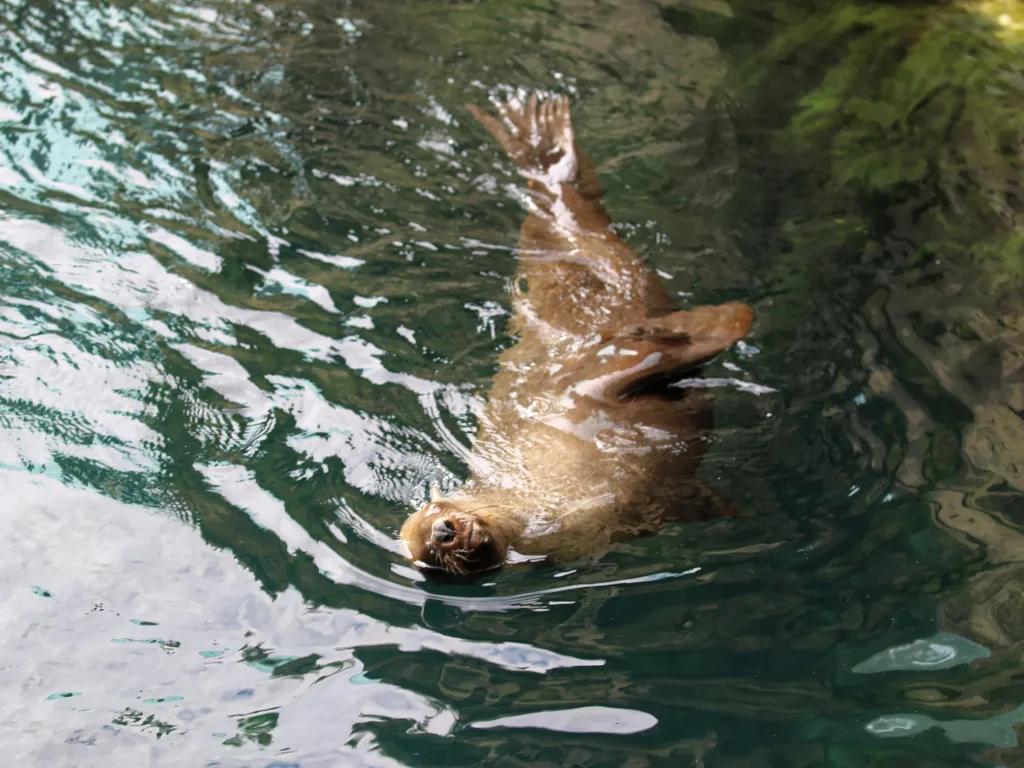 Seebär dreht sich im Wasser auf den Rücken.