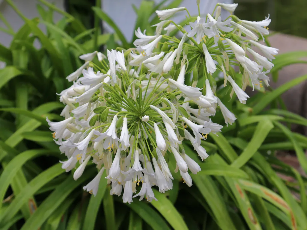 Weiße Schmucklilienblüte in Nahaufnahme.
