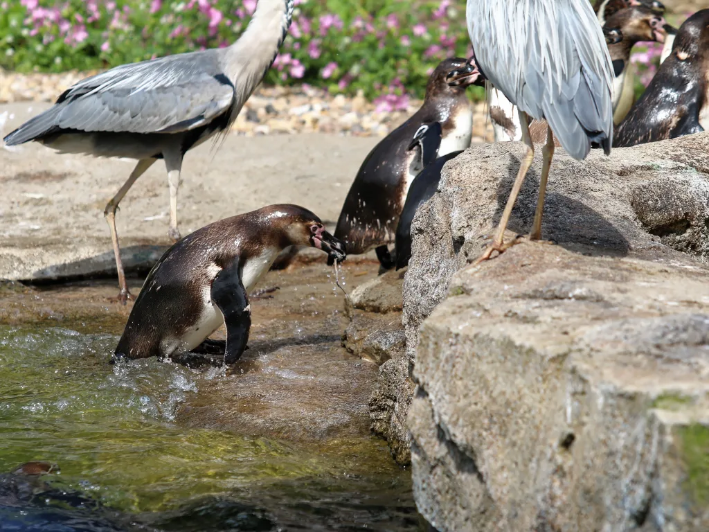Graureiher und Pinguine auf den Felsen am Ufer.