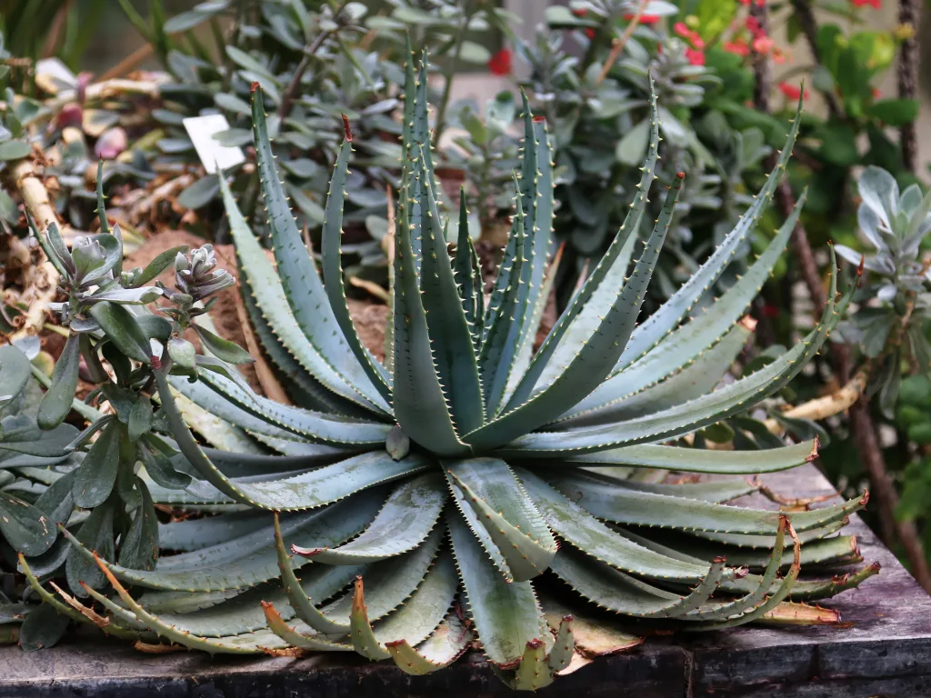 Aloe-Rosette in einem Beet mit weiteren Sukkulenten.